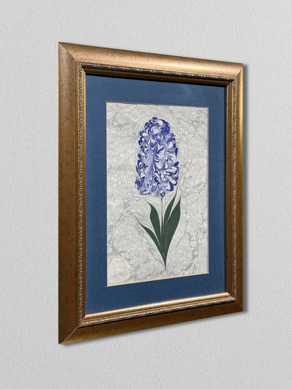 Blue Hyacinth